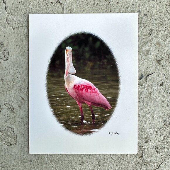Roseate Spoonbill Bird Notecard by RJ Wiley - Picture 1 of 12